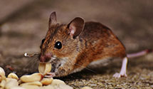 24 Hour & Emergency Exterminators in Newell, NC